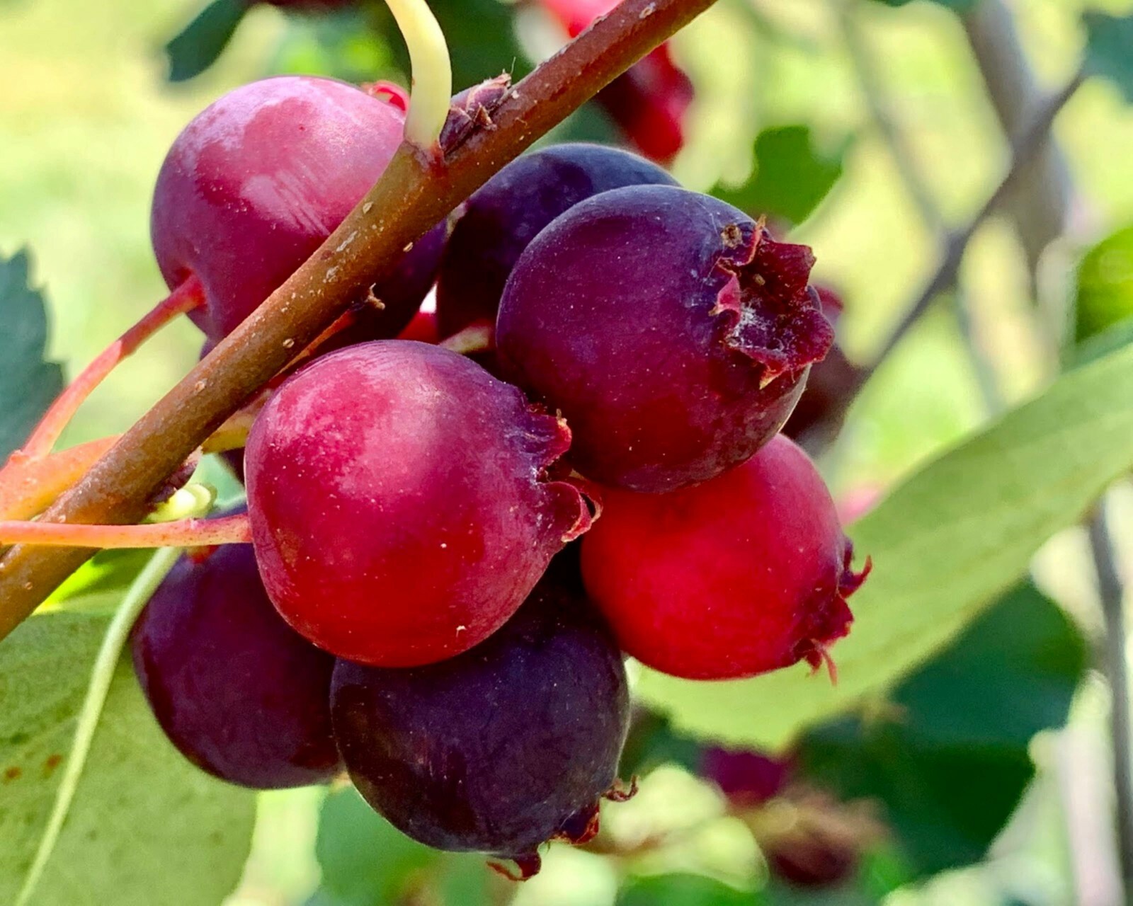 Saskatoon Serviceberry 8-12″ tall 1-2 y.o. (Amelanchier) Bare Root Juneberry