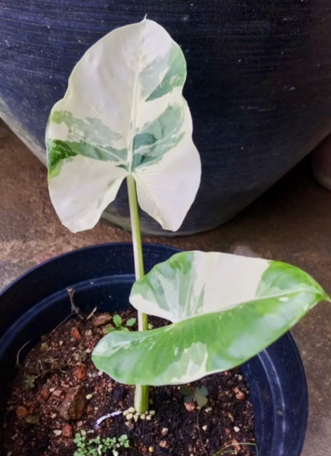 AUTHENTIC Alocasia Macrorrhiza variegata 1 bulbs