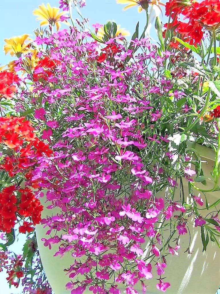 200 ROSAMOND LOBELIA Erinus Carmine Red & White Flower Seeds *Comb S/H