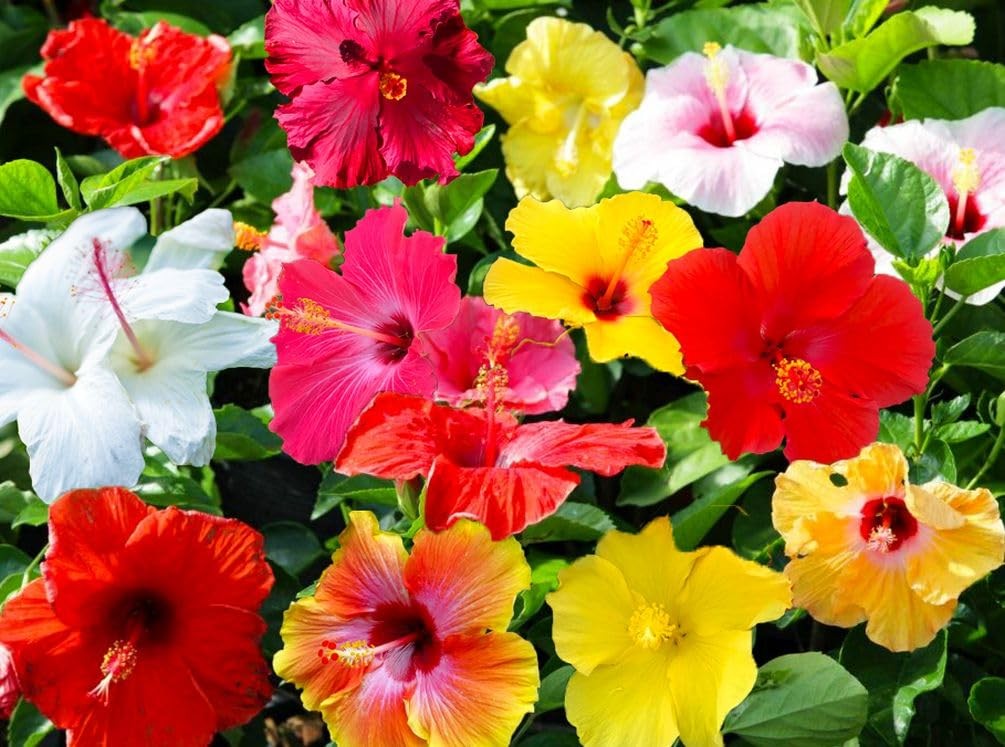 20 Giant Hibiscus Flower Seeds Hardy,Mix White Pink Red Color Home Garden