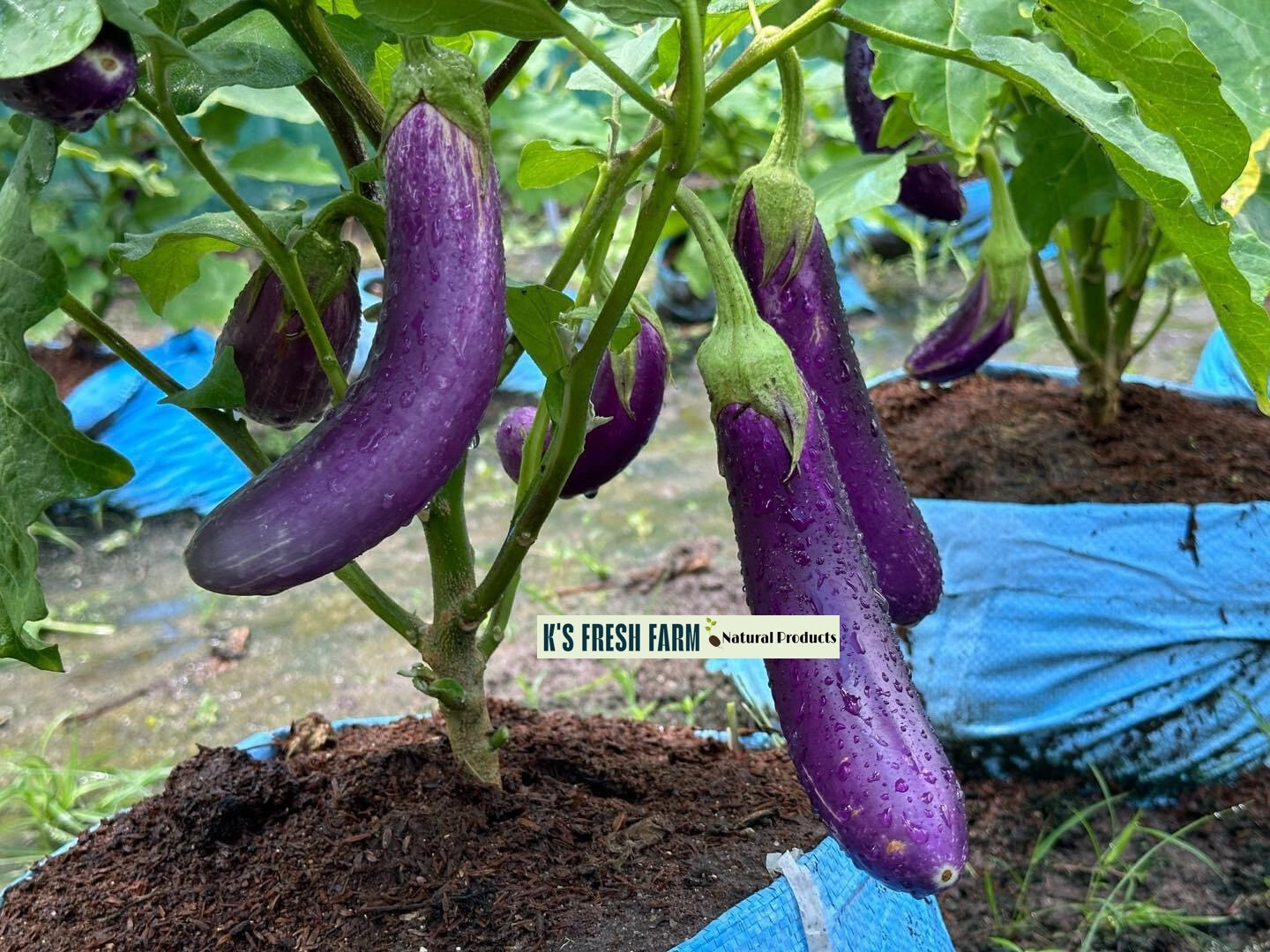 Eggplant Seeds(White+Purple Round/Long Purple/Green Thai) Cà Pháo/ Cà tím/Cà dĩa