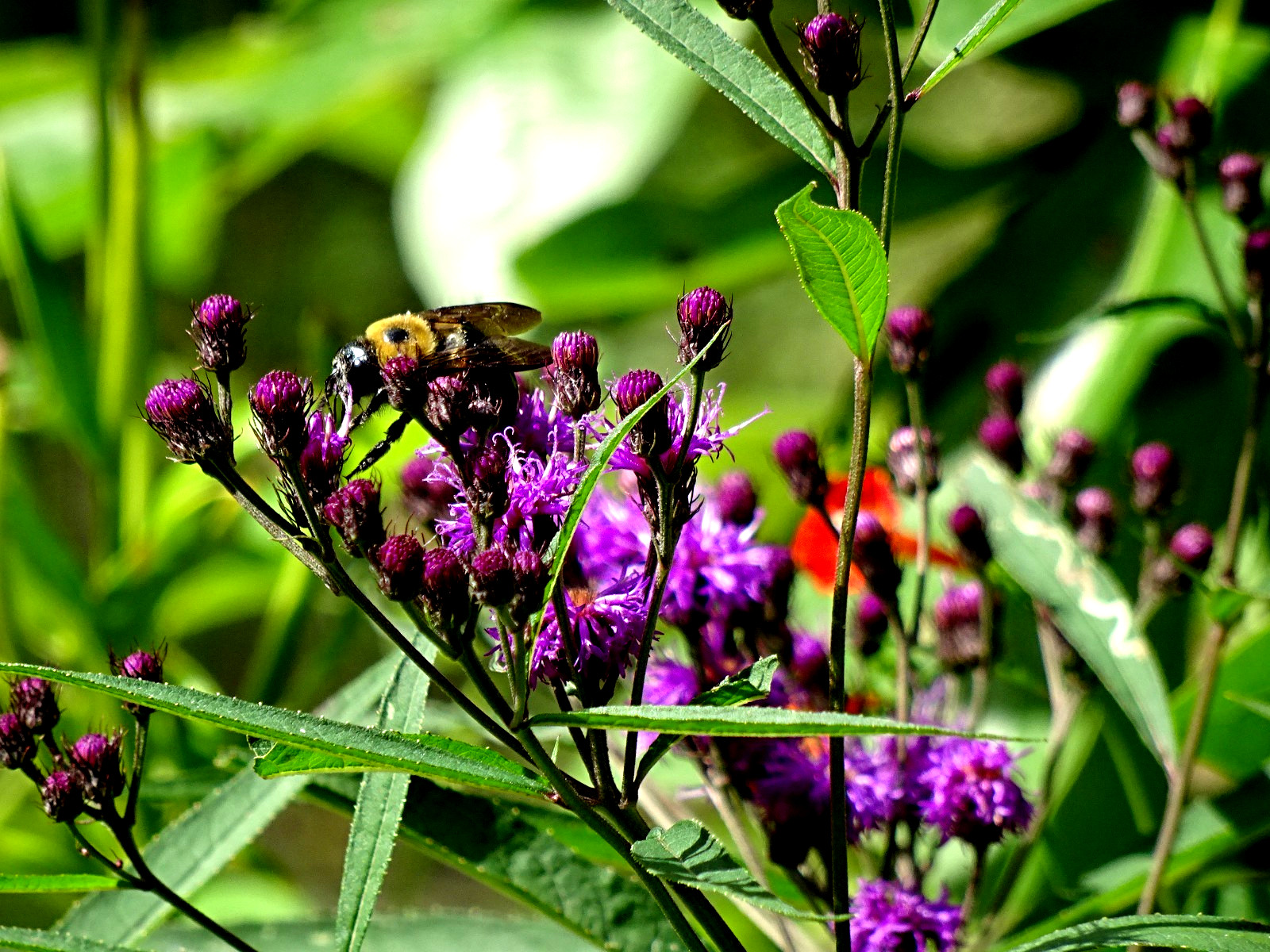 Vernonia noveboracensis New York Ironweed Native Perennial 50 seeds from 2025