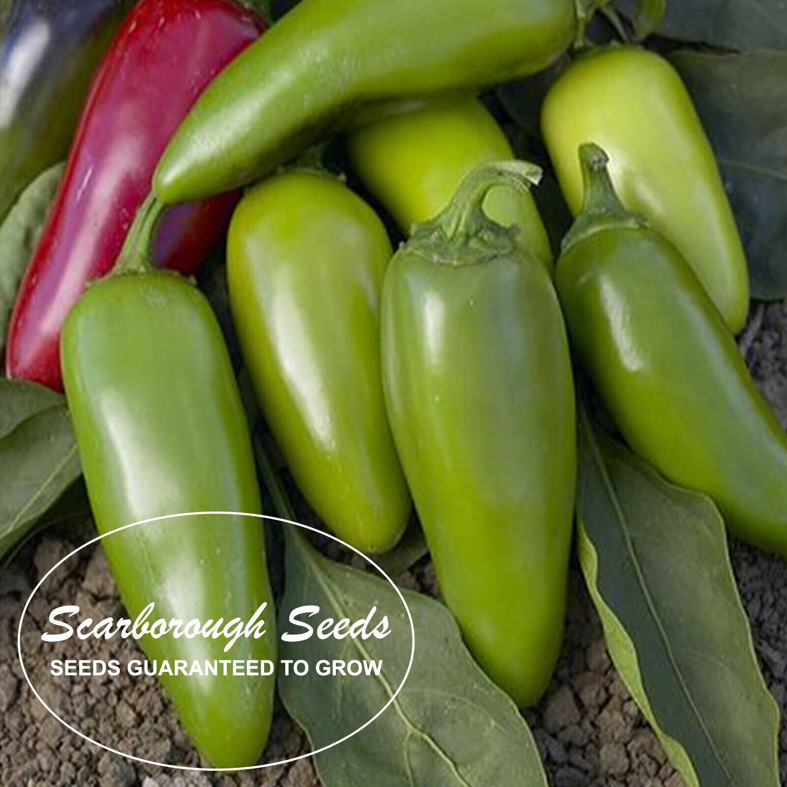 Scarborough Seeds Jalapeno Pepper 100 Seeds NON-GMO