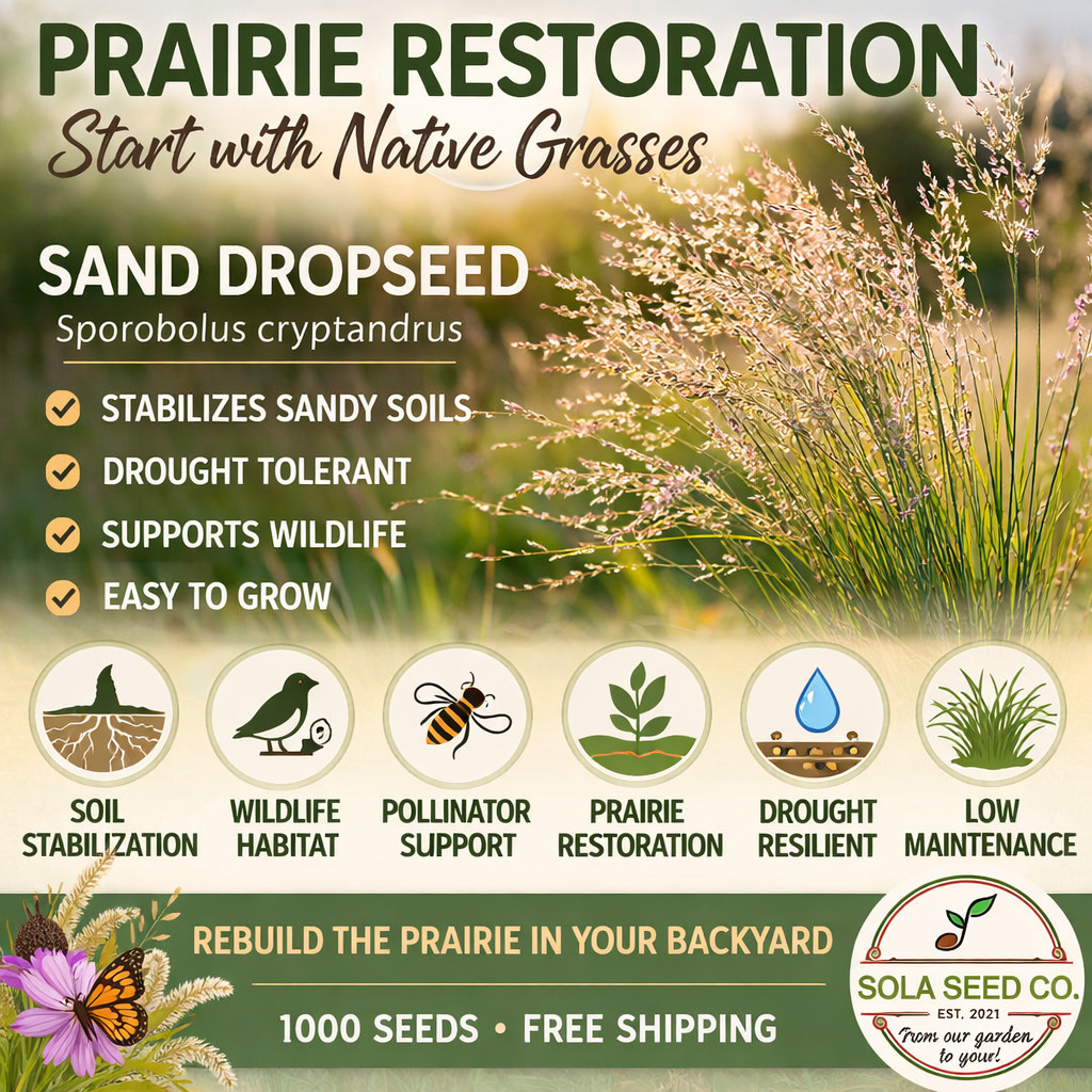 1000 Sand Dropseed Seeds (Sporobolus cryptandrus) Native Prairie Grass USA