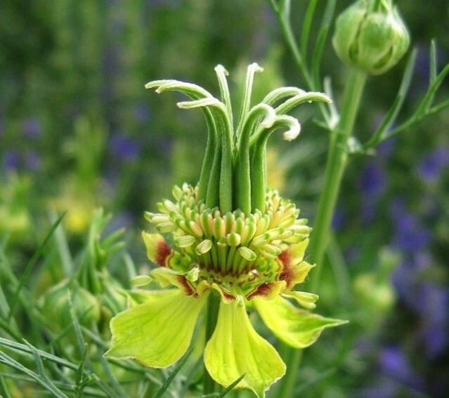 40 Nigella Transformer seeds