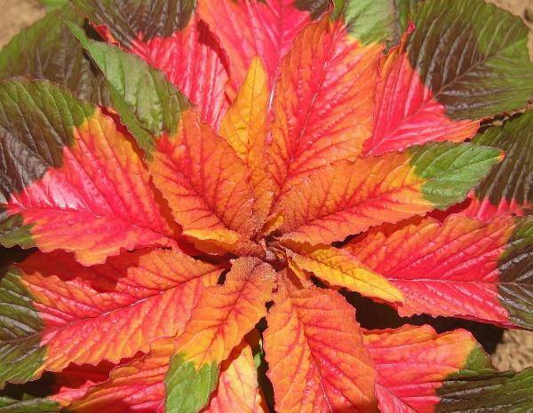 Amaranthus tricolor | Edible Amaranth | Tampala | Joseph’s Coat | 100 Seeds