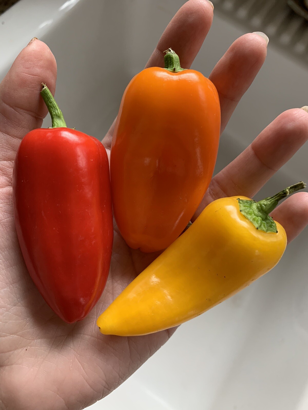 25 Lunchbox Sweet Snacking Pepper seeds Red Orange Yellow Organic Non-GMO heirlo