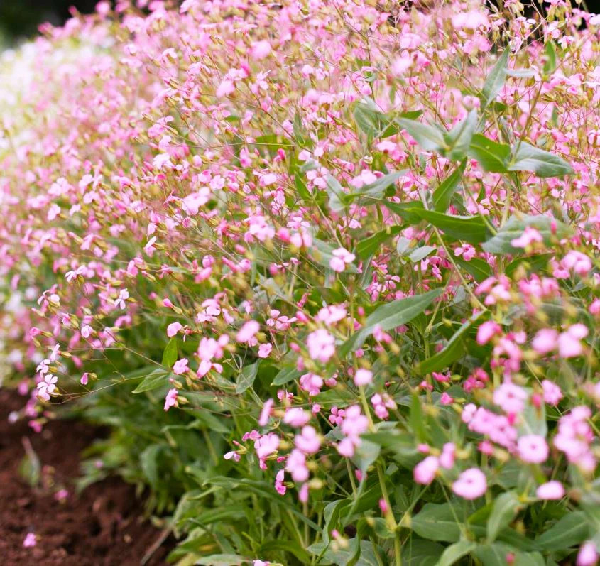 Pink Beauty Soapwort Seeds – For 2025 Planting Saponaria Soap Plant Rose Ground