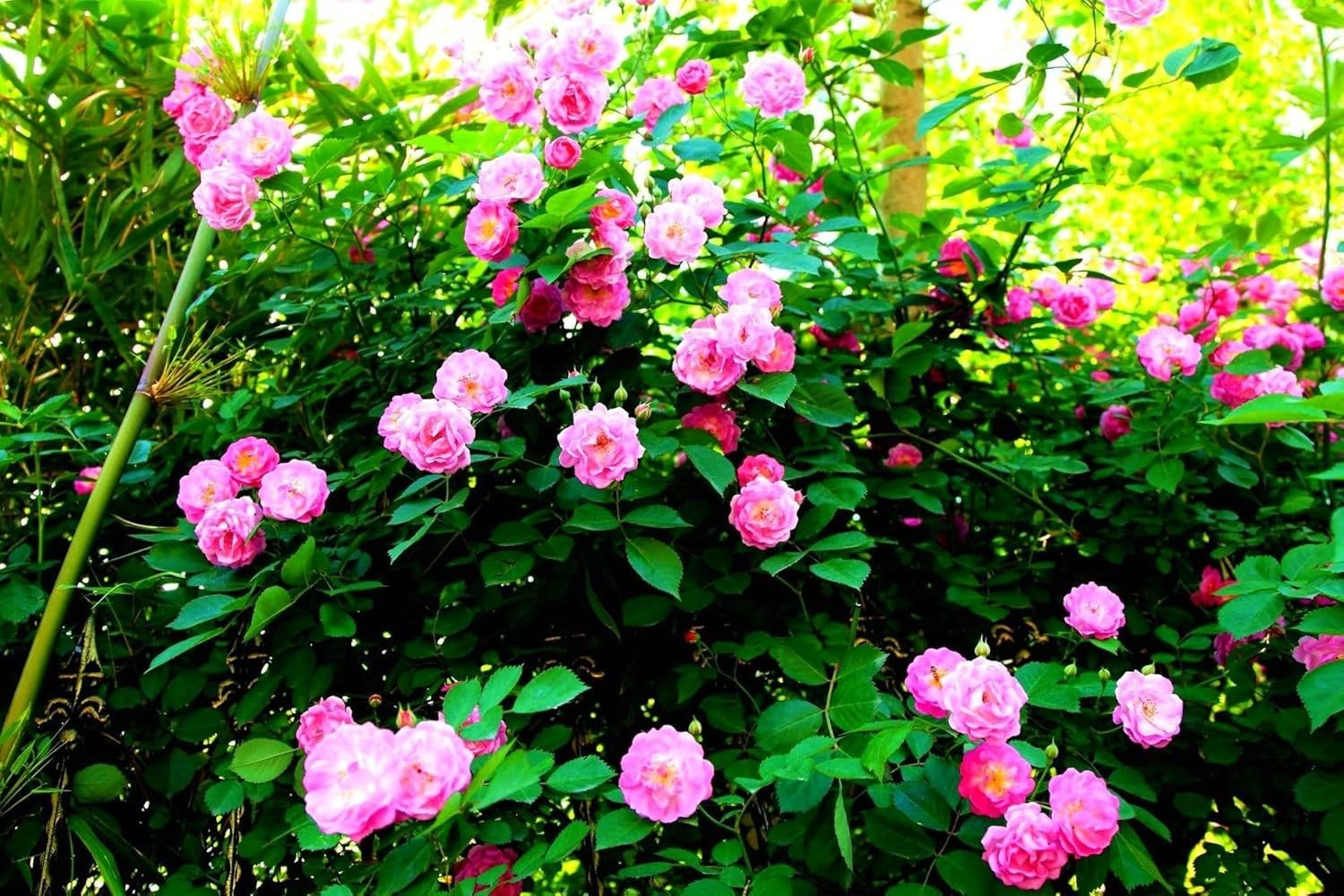 Mix Climbing Rose Seeds 100 Pcs Fragrant Butterfly Flower For Outdoor Gardens