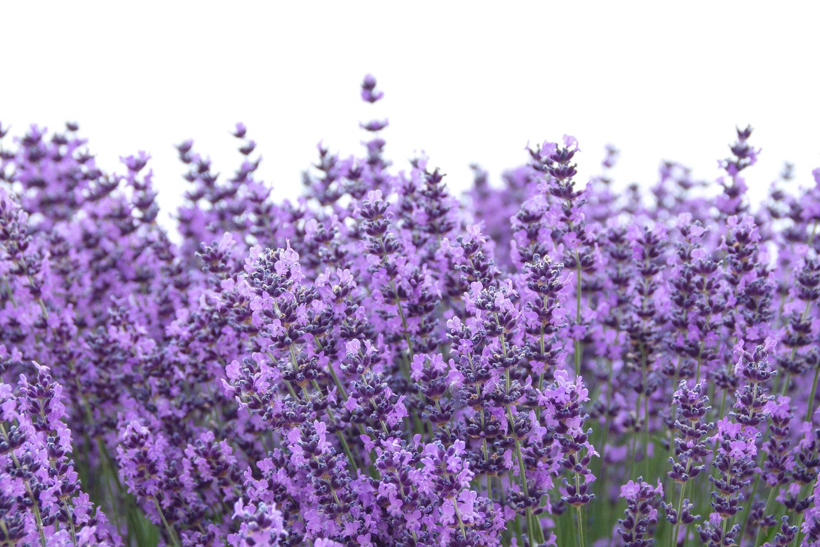 300 ITALIAN LAVENDER Lavandula Angustifolia Blue Purple Flower Herb Seeds