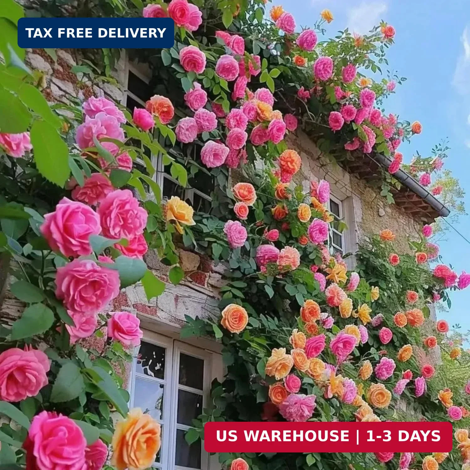 Climbing Rose Seeds for Planting – 300+ Hybrid Climbing Rose Seeds Non-GMO Heirl