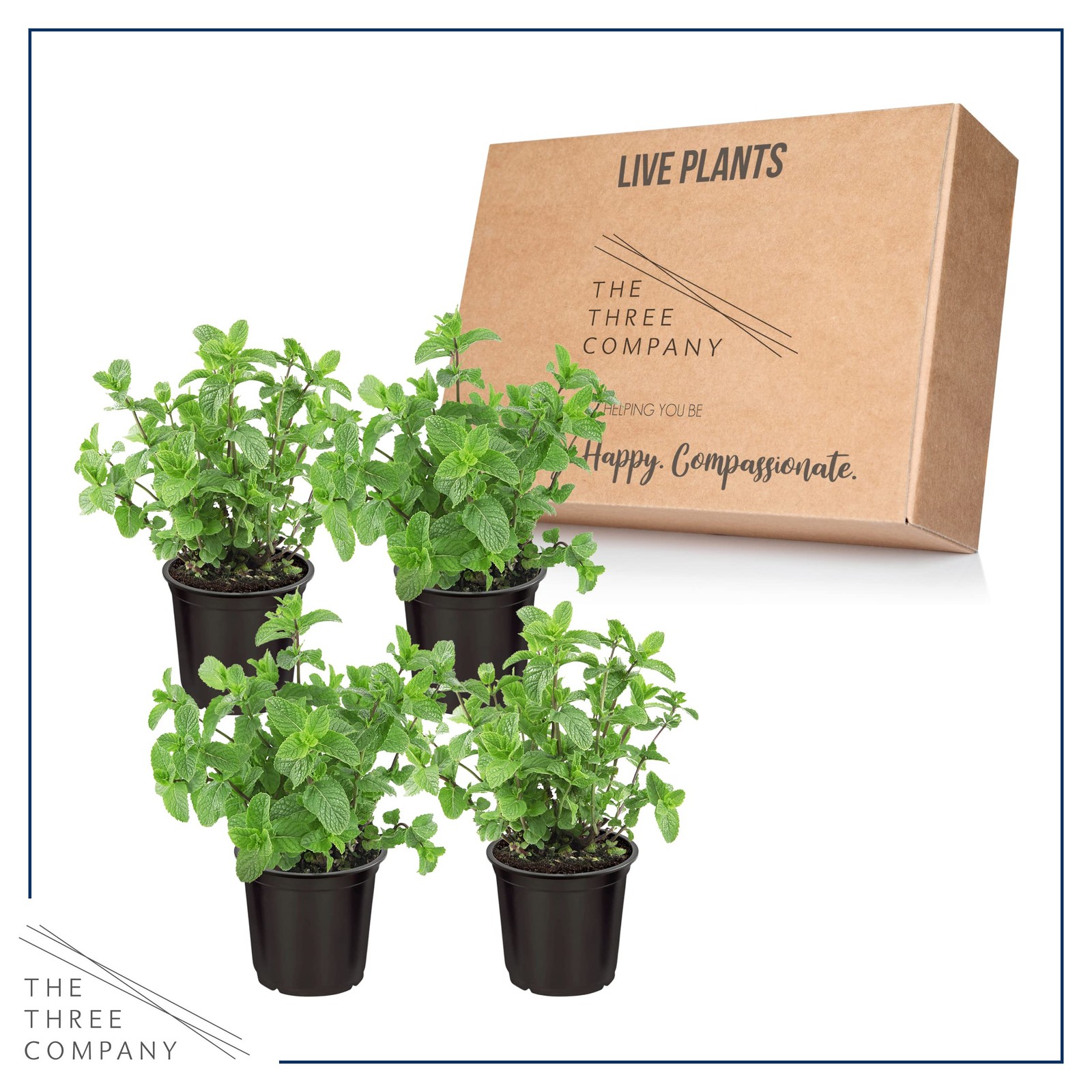 Live Aromatic and Edible Herb Mint 4 Per Pack, Naturally Improves Breathing …
