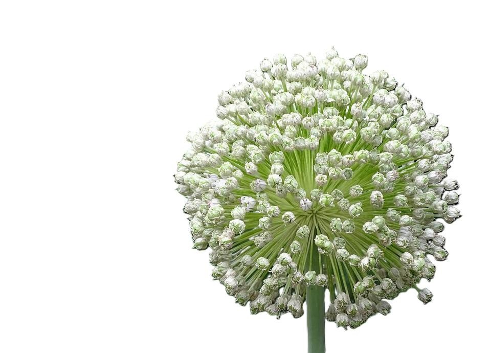 Giant Musselburgh Leek Seeds, Scotch Giant, Aprox 300 Seeds Free Shipping!