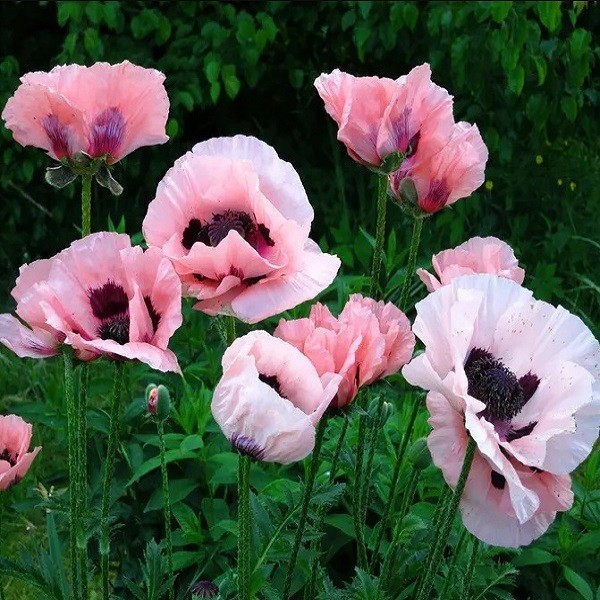 Mixed Colors Oriental Poppy Seeds For Planting Stratified Perennial Fresh Seeds