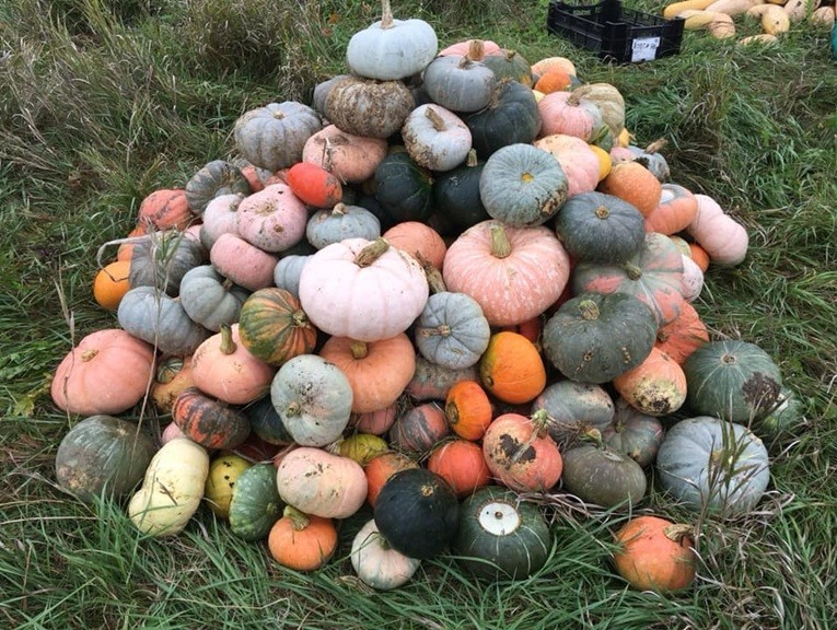 Winter Harvest Spooky Mix Pumpkin Seeds Blend – O’ Lantern/Jarrahdale/Fairy…