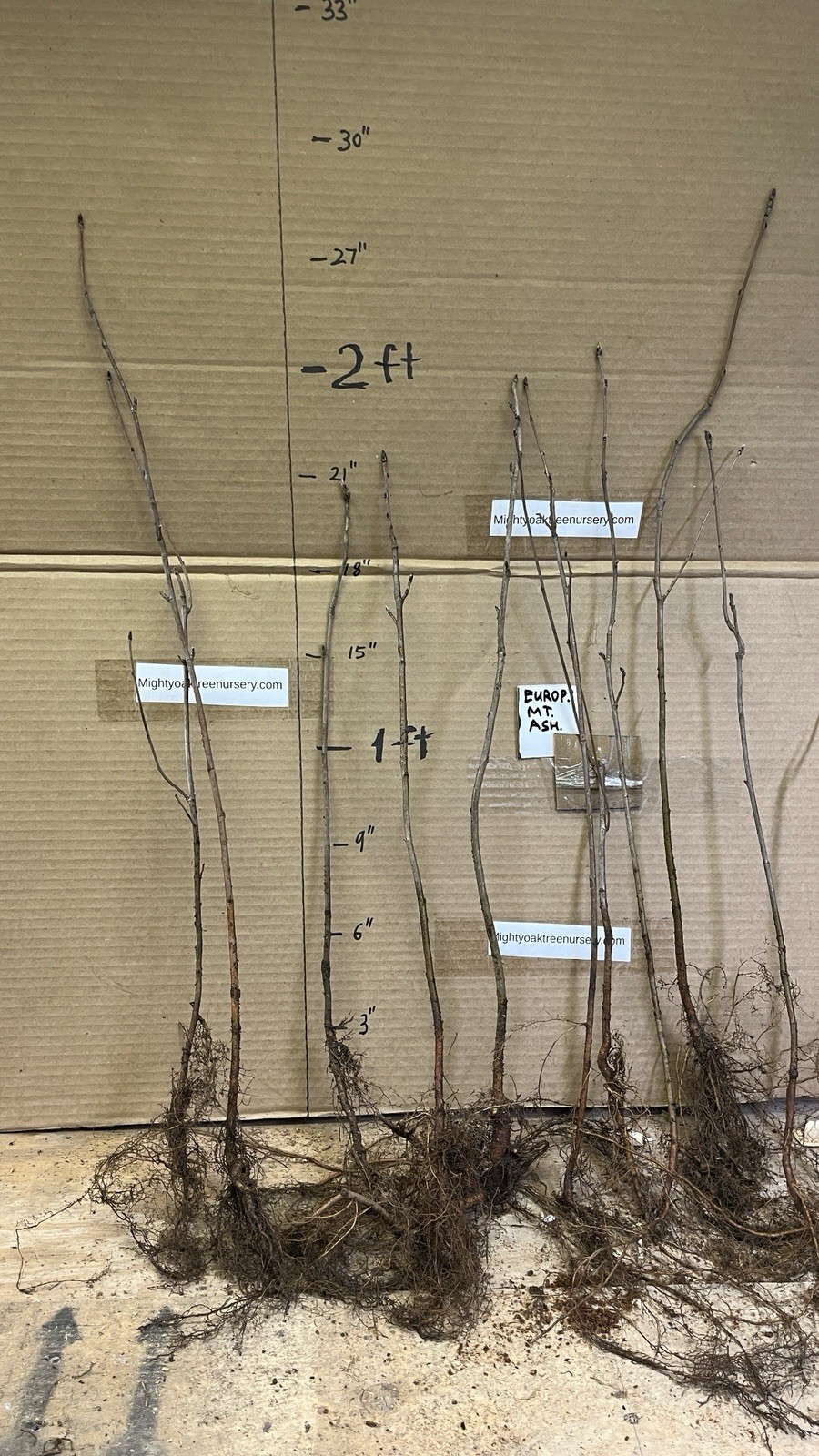 18-24” tall European Mountain Ash 2 Year Old (Sorbus aucuparia) tree