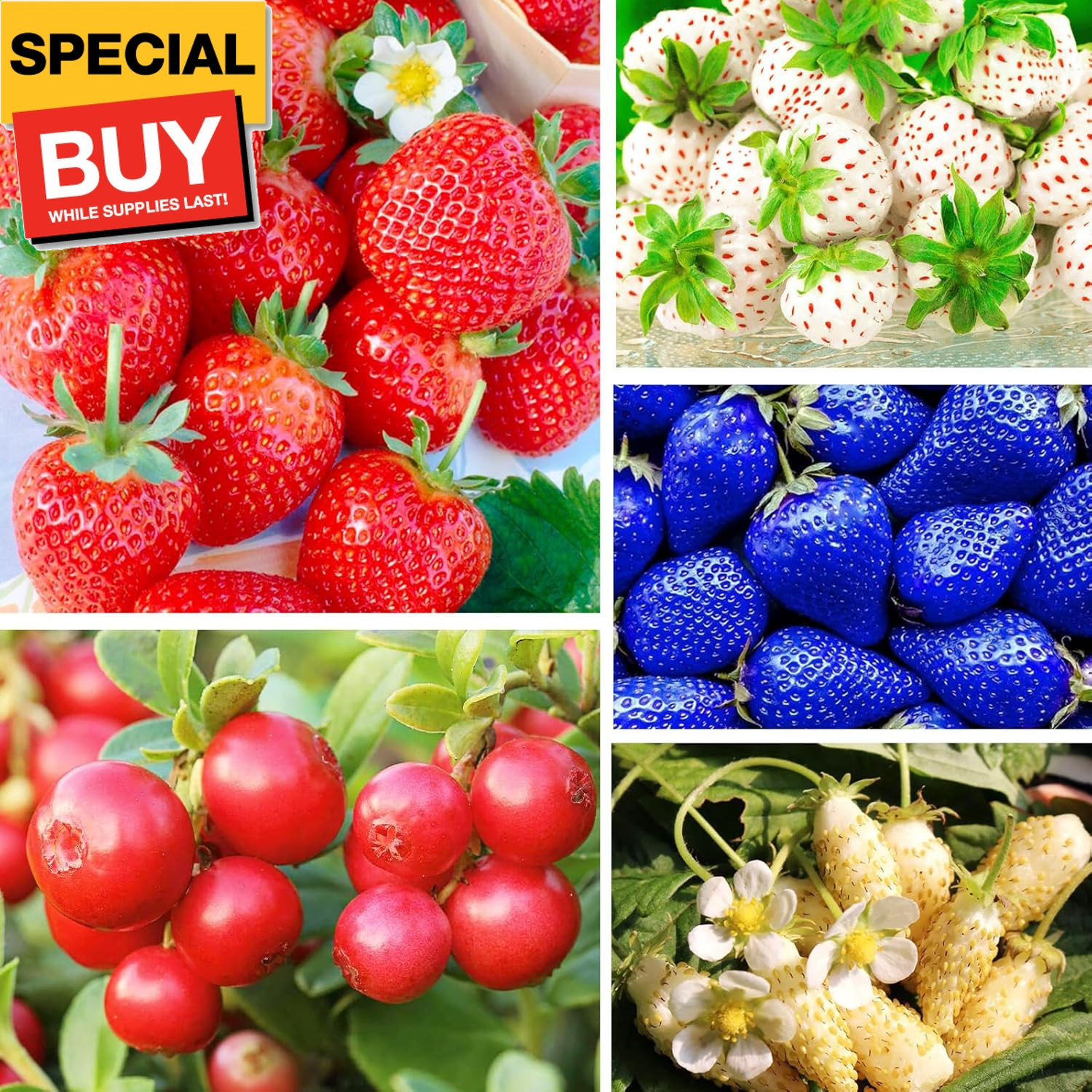 5 Types Mix Fruit Seeds for Planting 100 Red Strawberry &100 White Strawberry &1