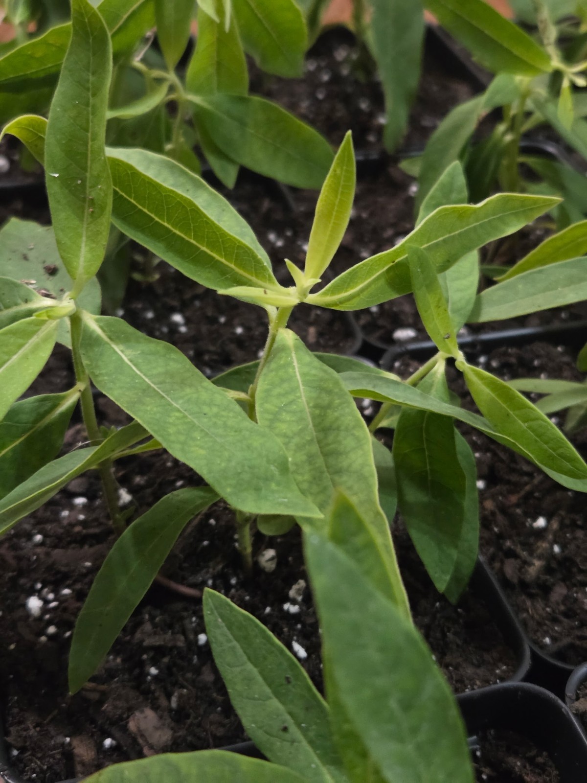 Common Milkweed ‘Asclepias syrica’ Live Plant In Growth Stage