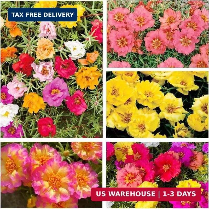 11000+ Mixed Color Moss Rose Seeds for Planting -Drought Tolerant Seeds, Ideal f