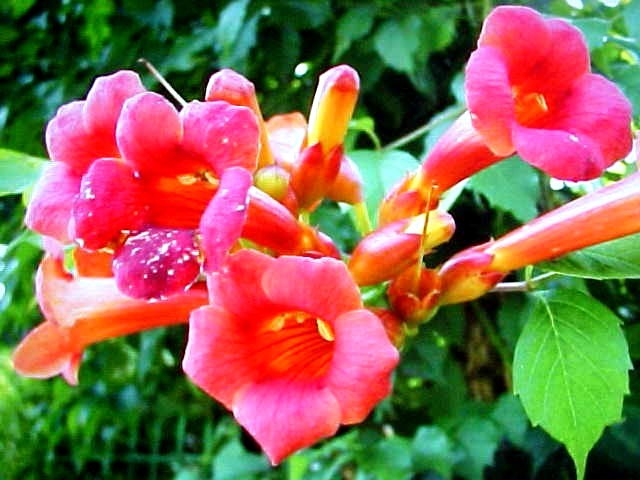NOTABLE FOR ITS SHOWY RED-ORANGE FLOWERS TRUMPET VINE 25 SEEDS CAMPSIS RADICANS