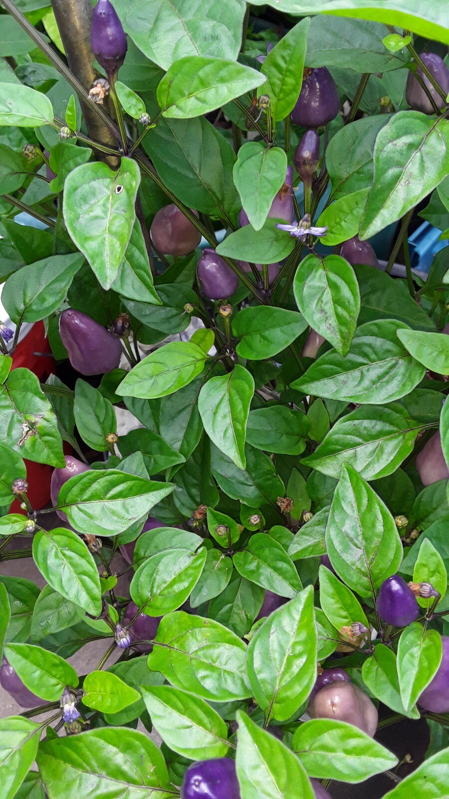 50+ Chinese 5 Color Pepper Seeds Edible & Ornamental Non-Gmo
