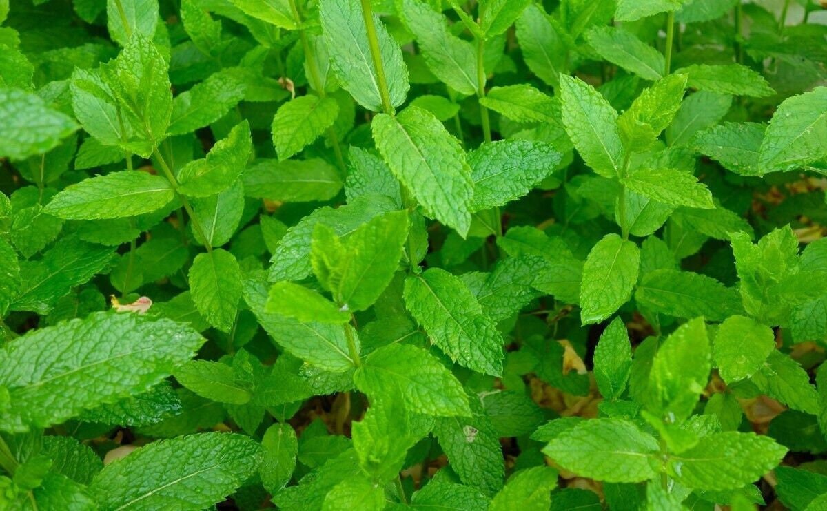 Peppermint Seeds with Tracking, Non-GMO Herb Seeds, Mint Seeds, Mentha spicata