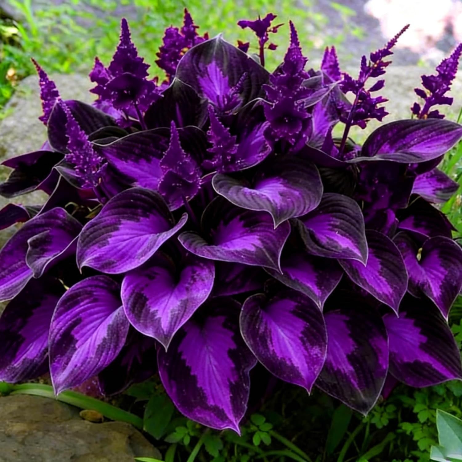 Diverse Rare Hosta Seeds for Planting – 200+pcs Fragrant Perennials for Shade