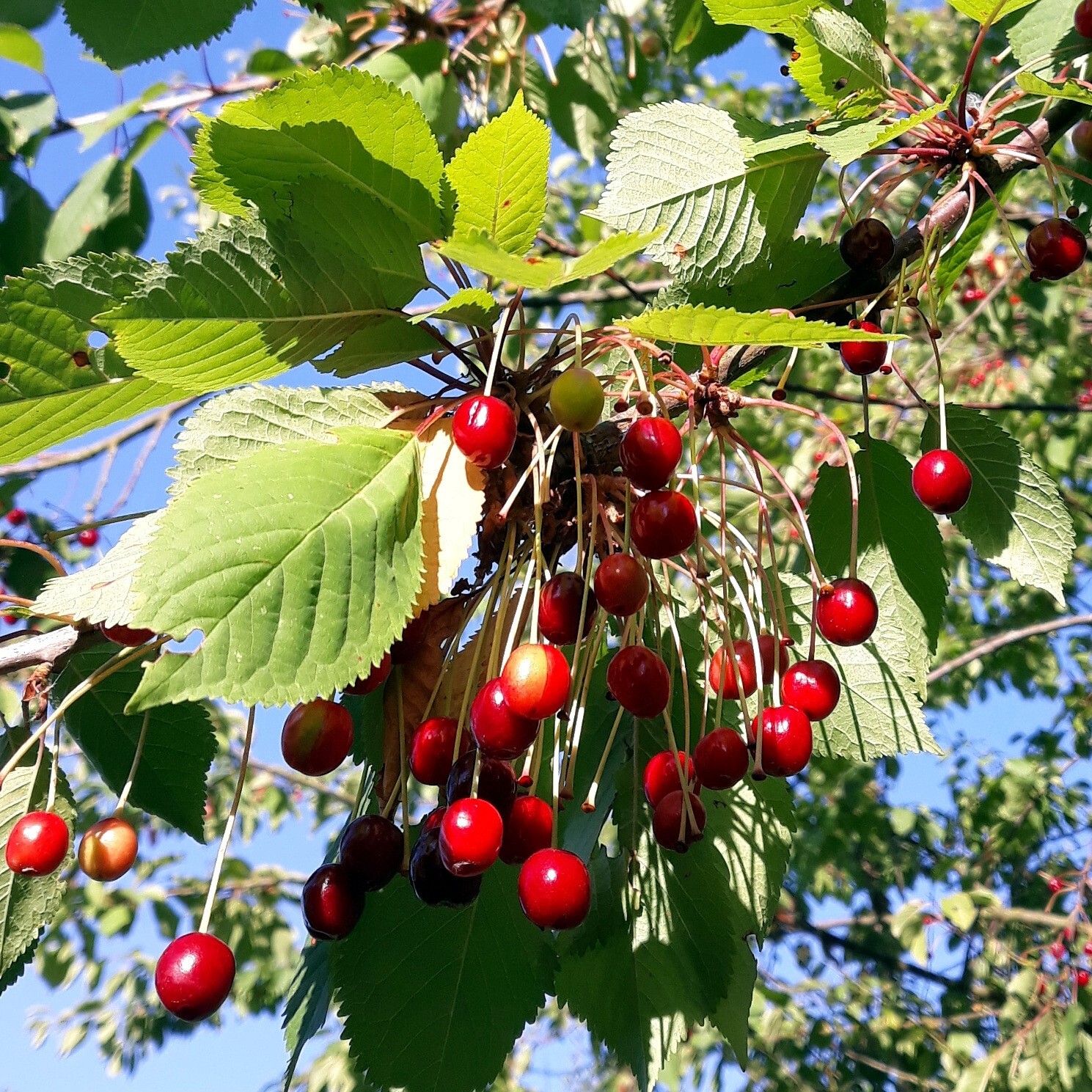 Sweet Mazzard Cherry Tree Seeds (Prunus avium) Edible Fruit, Fast, Hardy-Zone 4
