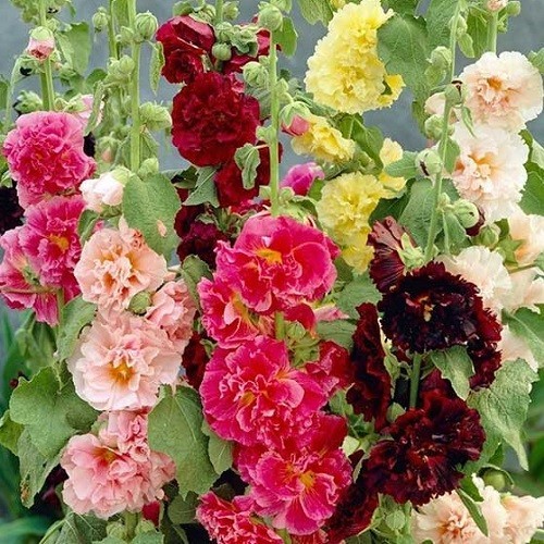 Fresh Summer Carnival Hollyhock Seeds Colorful Non-GMO Mixed Doubles Blooms