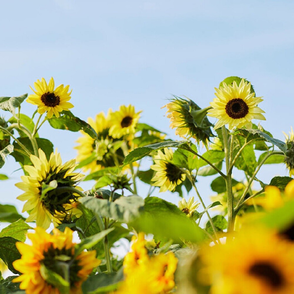 Sunflower Seeds – Vibrant Lemon Queen Attracts Pollinators, Free Shipping!