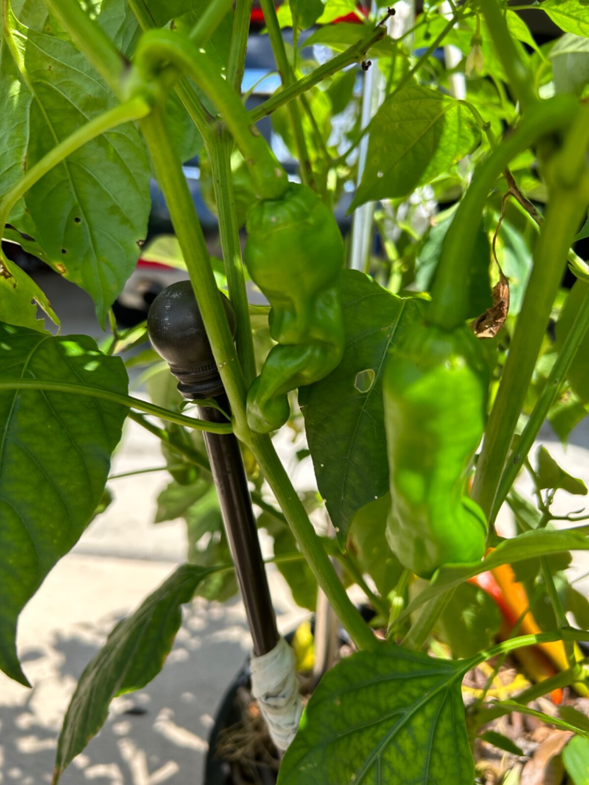 40+ Rare Red Authentic Penis Peter Pepper Seeds. Hot Heirloom Non Gmo