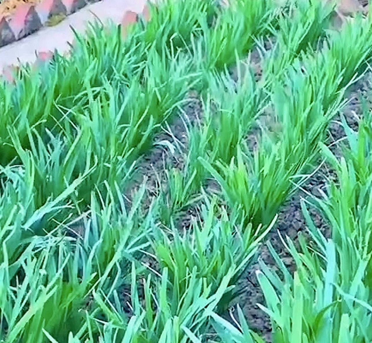 500 Garlic Chives Seeds the Strongest Fragrant Purple Roots 紫根韭菜种子(No Tracking)
