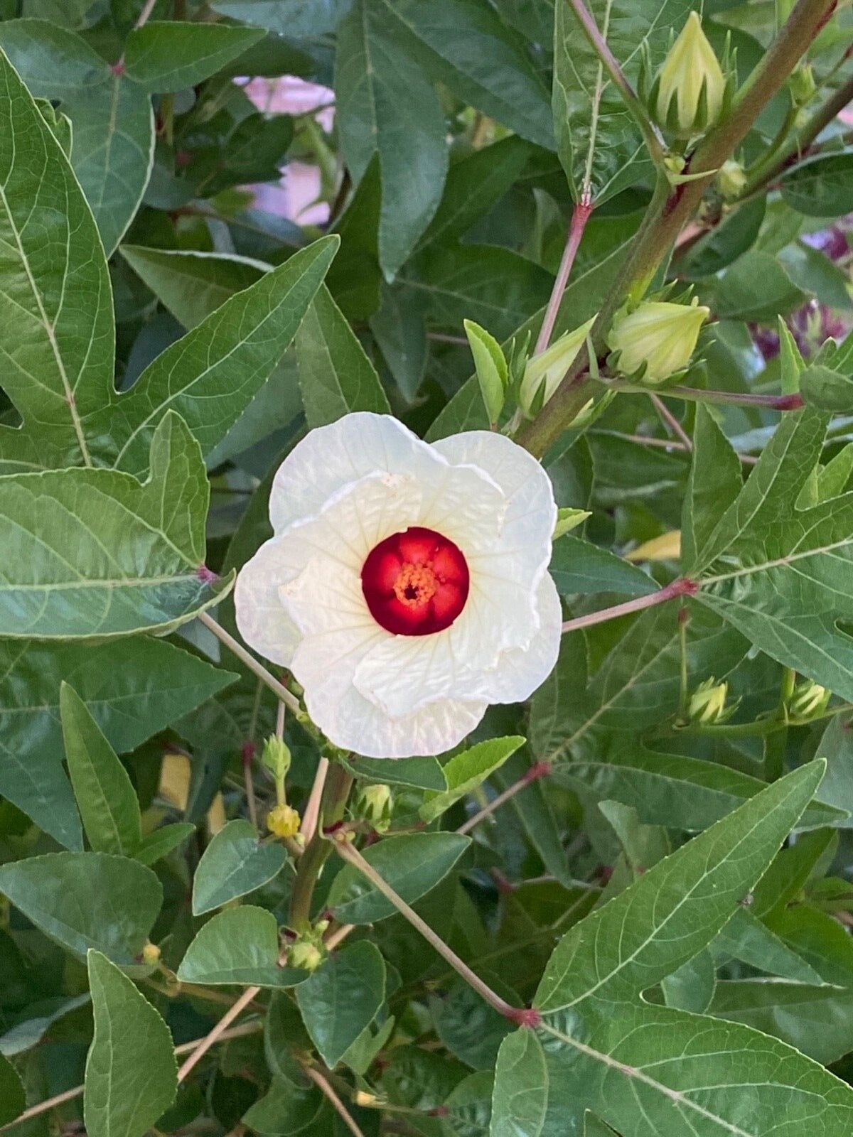 White Jamaican Sorrel Seeds 30 Seeds White Roselle Hibiscus Plus Free Gift