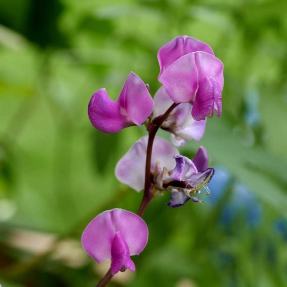 Purple Moonshadow 10 Seeds. Free Shipping!