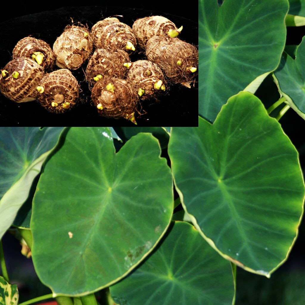 LIVE Colocasia Esculenta Elephant Ear Taro Gabi Kalo Eddo Bulbs READY to GROW