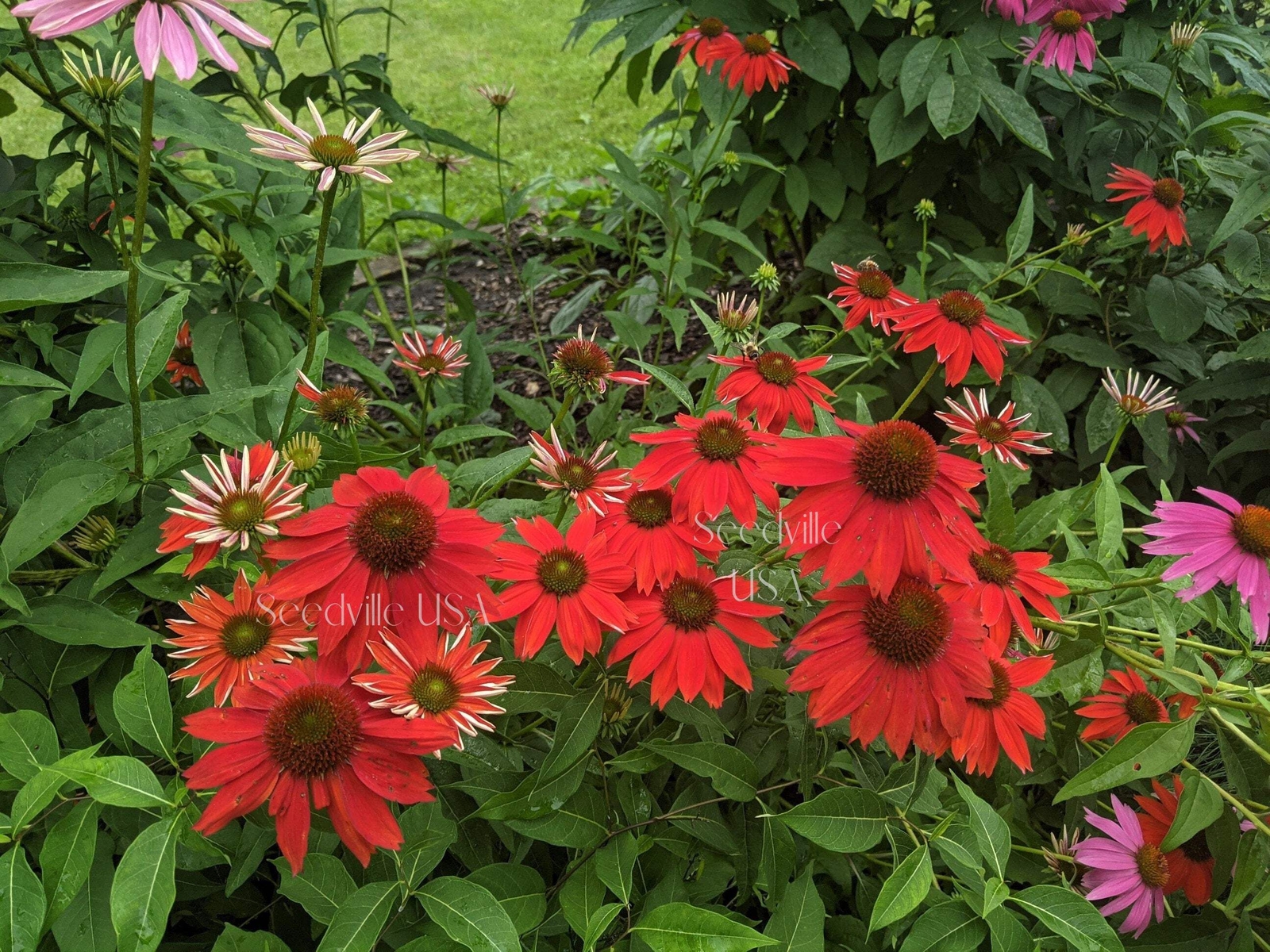 25 CHEYENNE SPIRIT CONEFLOWER Echinacea Orange Red Yellow Purp Pink Flower Seeds