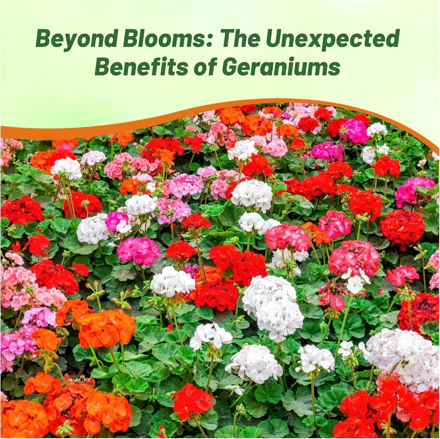 Mix Geranium Seeds for Planting – 100 Pcs Annual, Heat & Drought Tolerant Flower