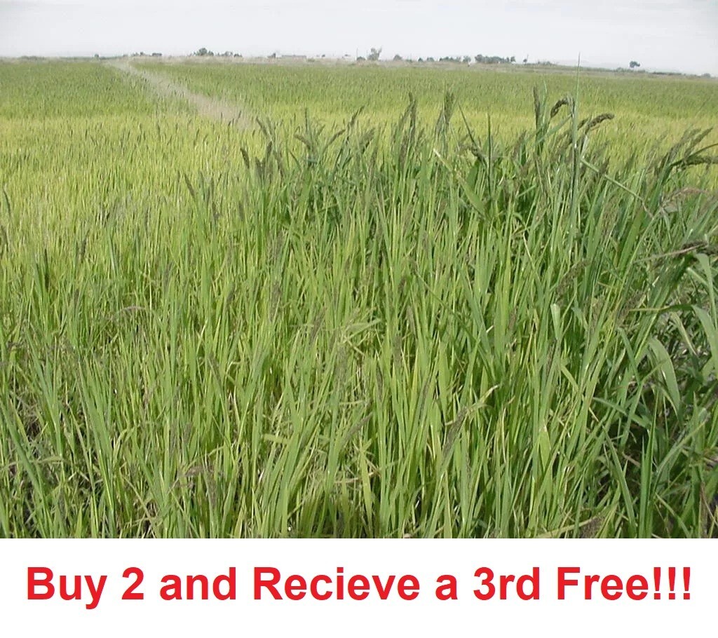 Japanese Millet Seeds – Fast Growing, Drought Tolerant, Wildlife – Pound