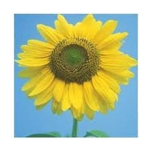 Sunflower Mammoth Large Grey Stripe Garden Flower by Seed Kingdom 1/4 Lb Seeds