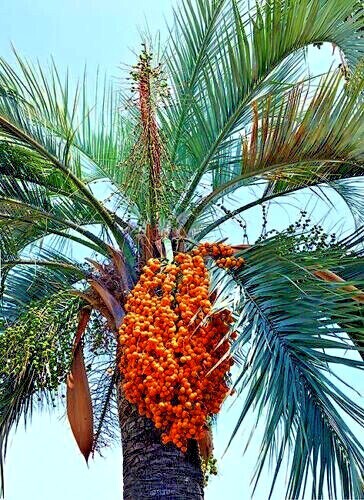 10 Jelly Pindo Palm Tree Seeds (Butia capitata) Cold Hardy Tropical Fruit Plant