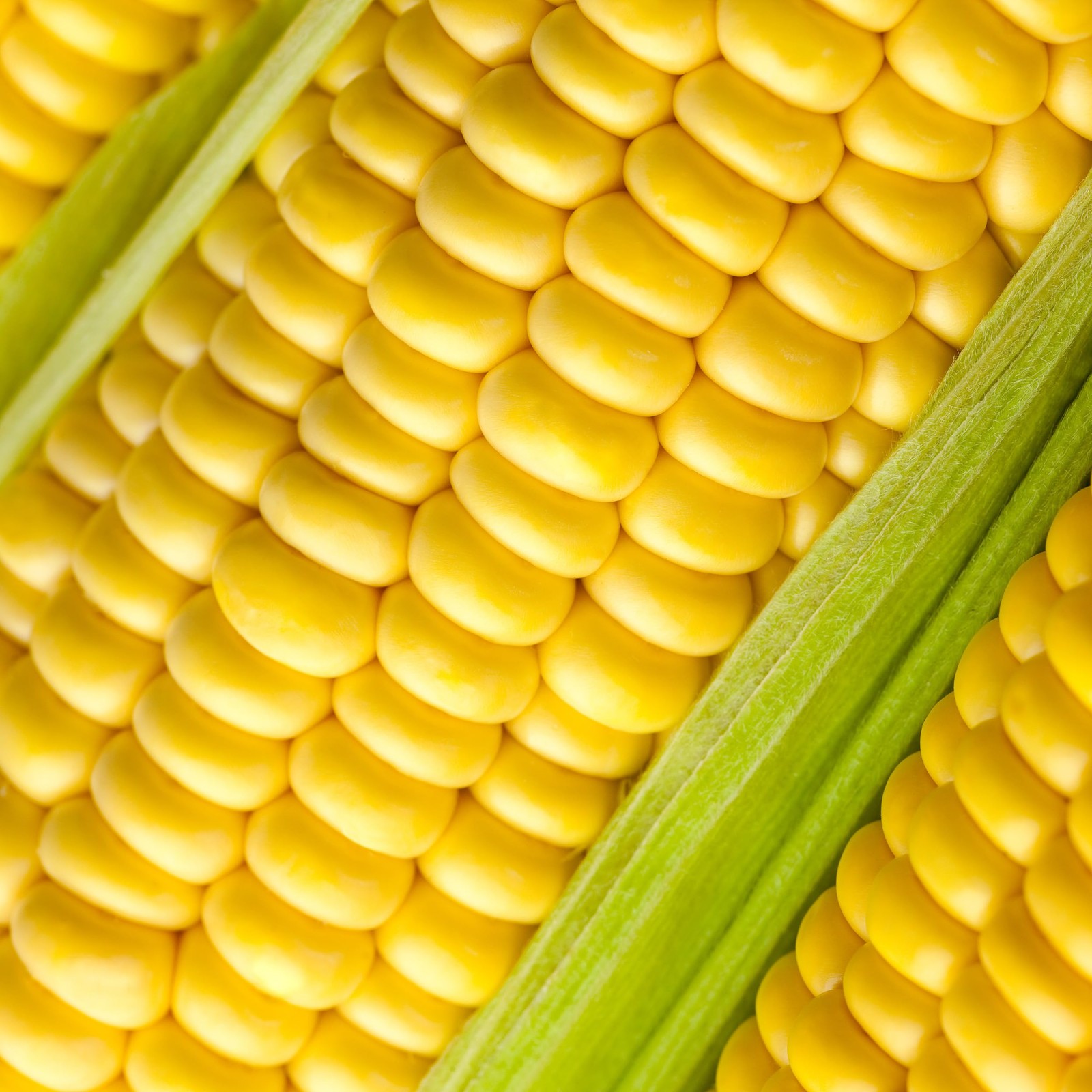 Almanac Heirloom Sweet Corn Seeds Brown,Golden,Green,Yellow