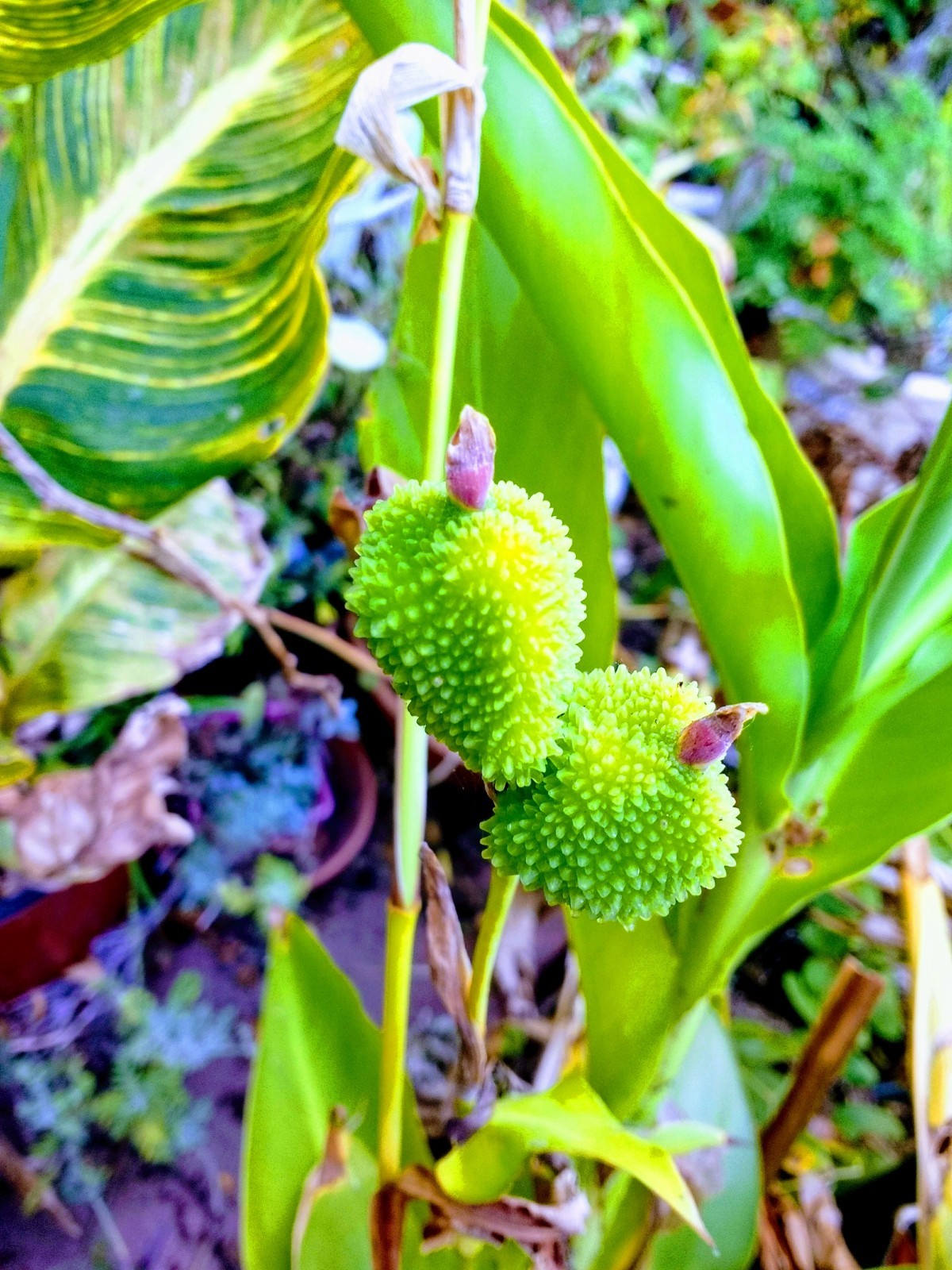 Canna indica Purpurea (Canna Lily, Indian Shot) seeds