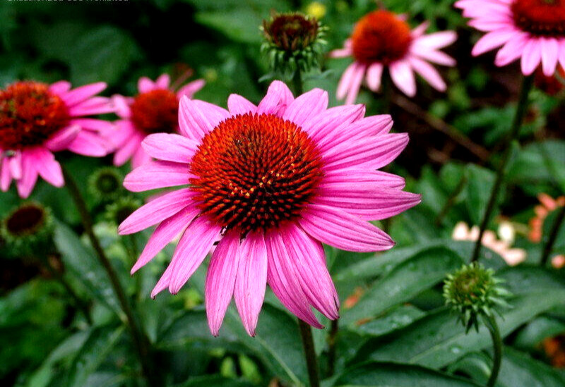 1000+ Annuals & Perennials WildFlower Mix Heirloom Pollinator Non-GMO Fresh Seed