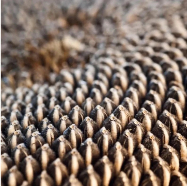 100 – 125 Mammoth Sunflower Seeds