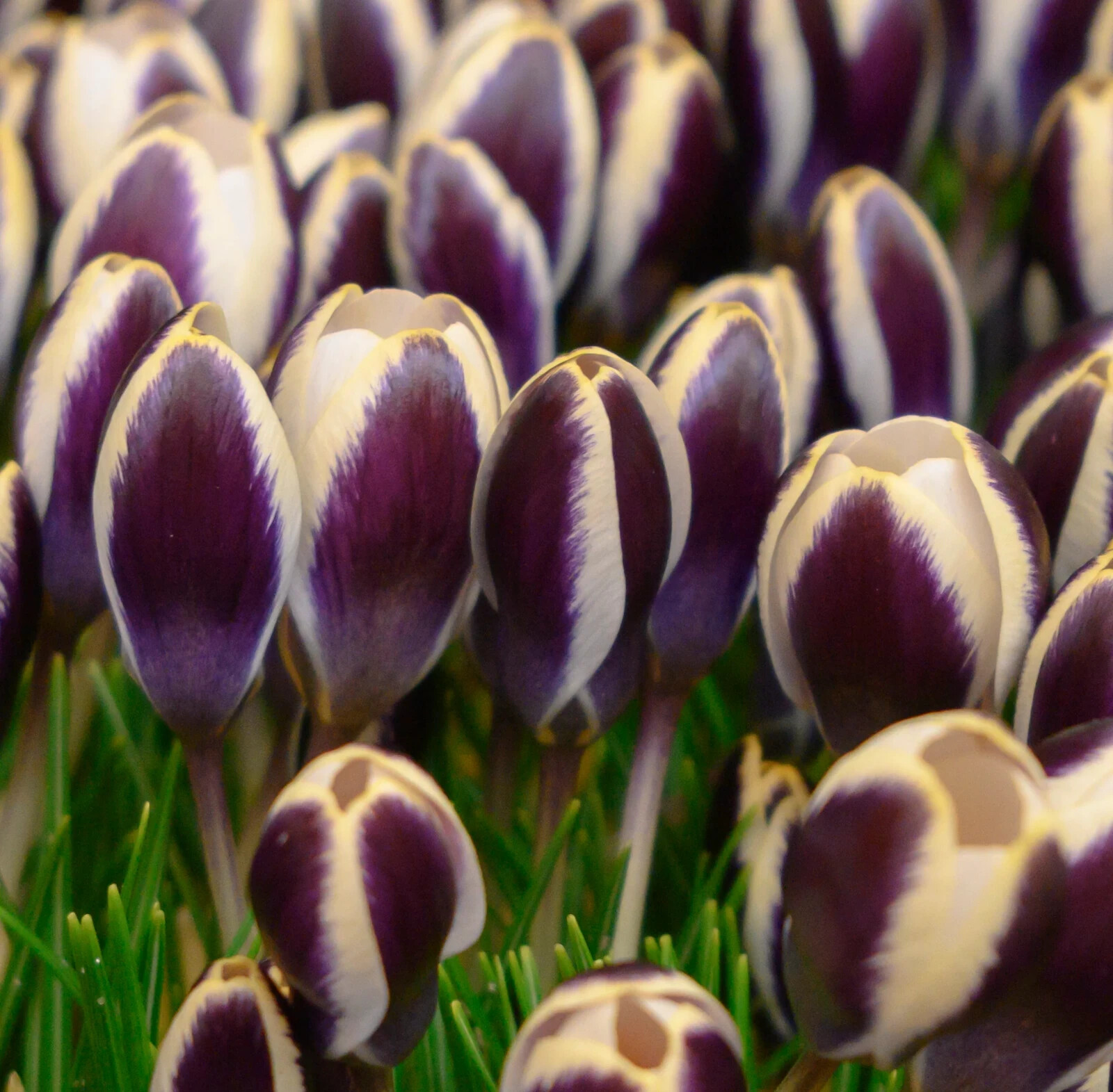 PANDA~SNOW CROCUS~FLOWER BULBS PLANT NOW FOR EARLY SPRING FLOWERS LAWN OR GARDEN