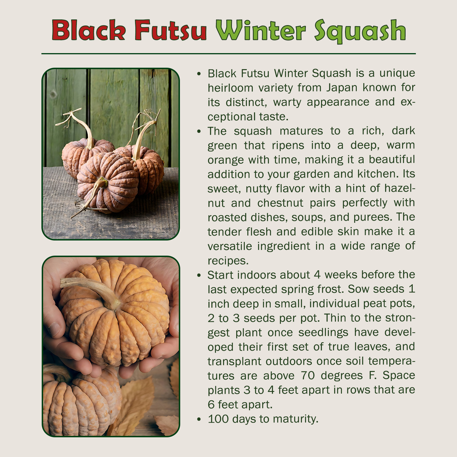 10 Black Futsu Pumpkin / Winter Squash Seeds, Heirloom, Non-GMO, Genuine USA