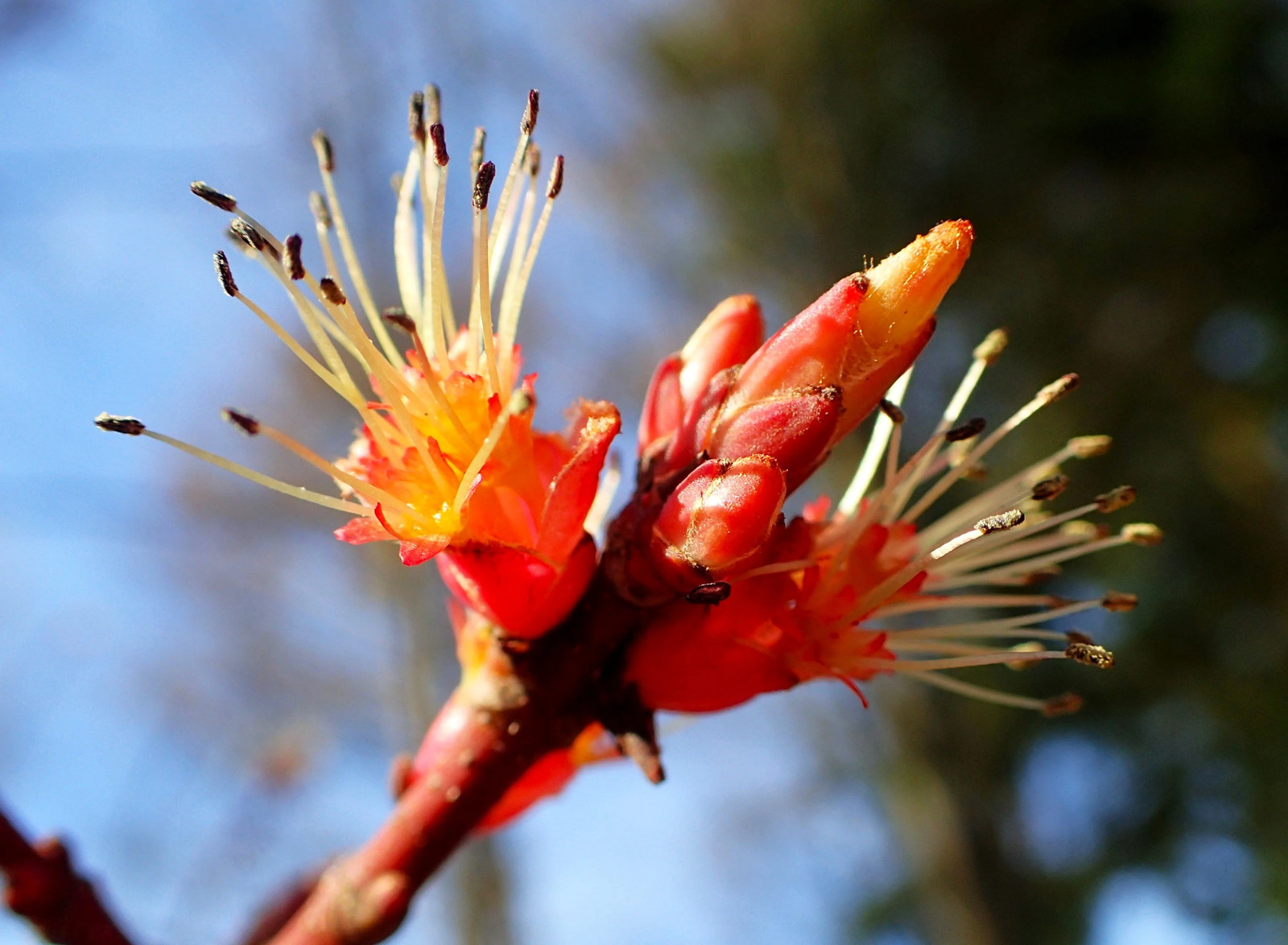 Red Maple Tree Seeds – For 2025 Planting Acer Rubrum Illinois Scarlet Canadian