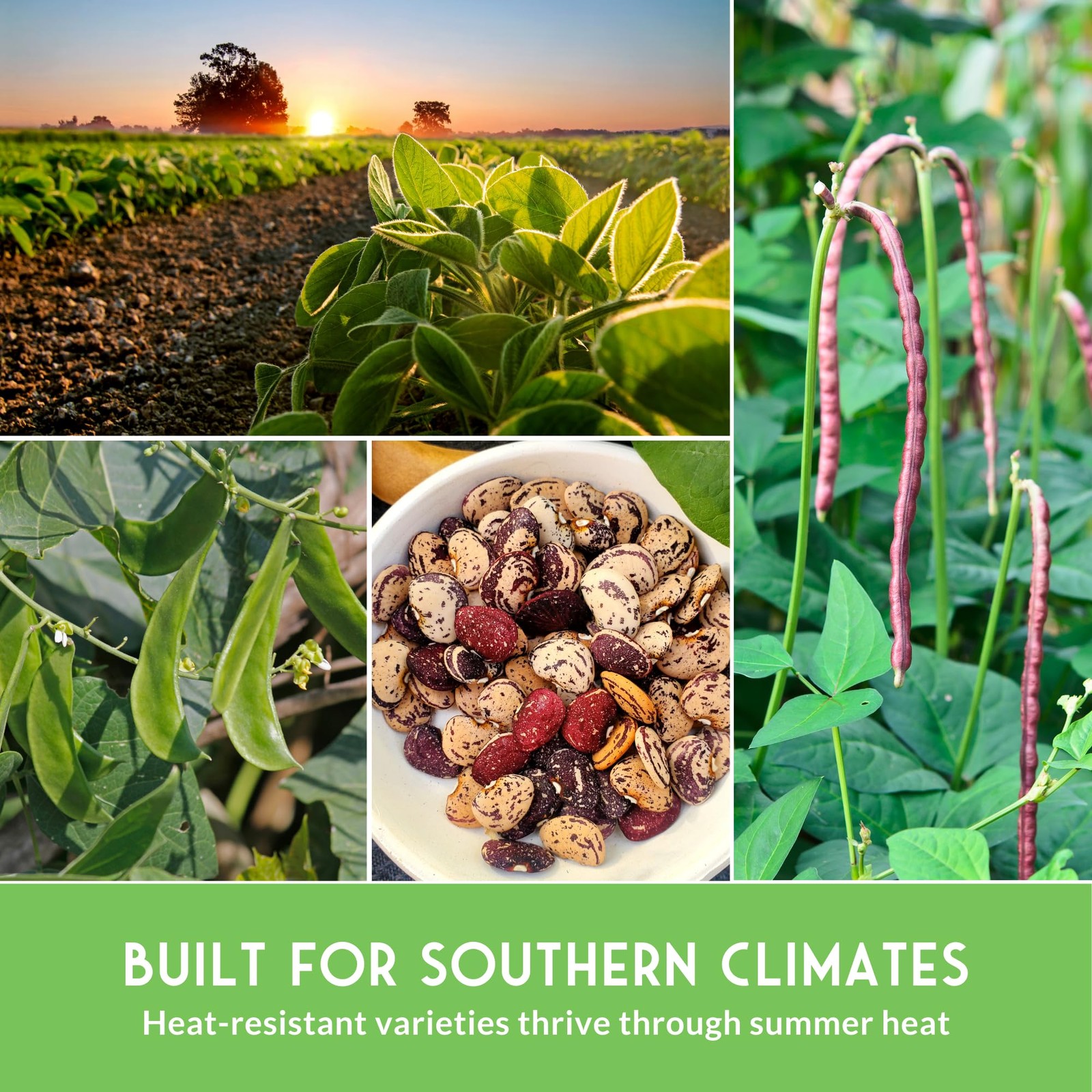 Hot Weather Bean Seeds for Planting – 5 Heat-Tolerant Heirloom Varieties – Ra…