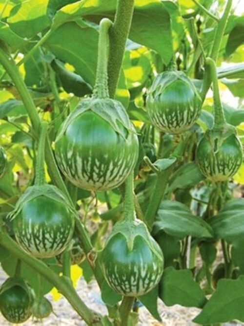 100+ Organic EGGPLANT THAI ,PETCH SIAM / MATTI GULLA Cà Pháo Seeds, 2024 Season