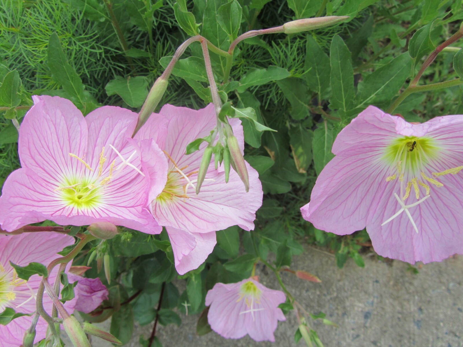 3 Plants Pink Showy Evening Primrose,Oenothera Speciosa Hardy Perennial